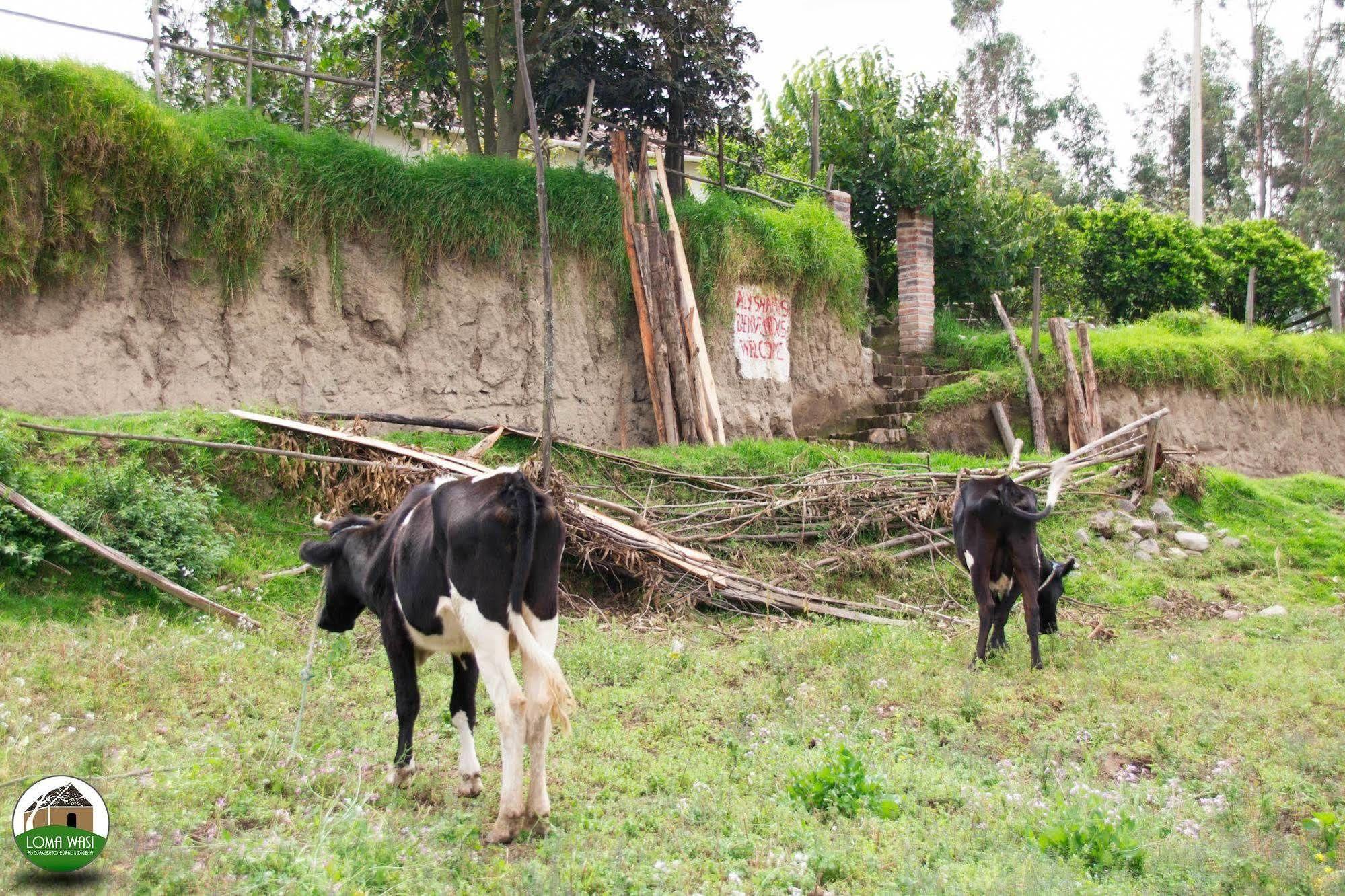 Loma Wasi Rural Indigena En